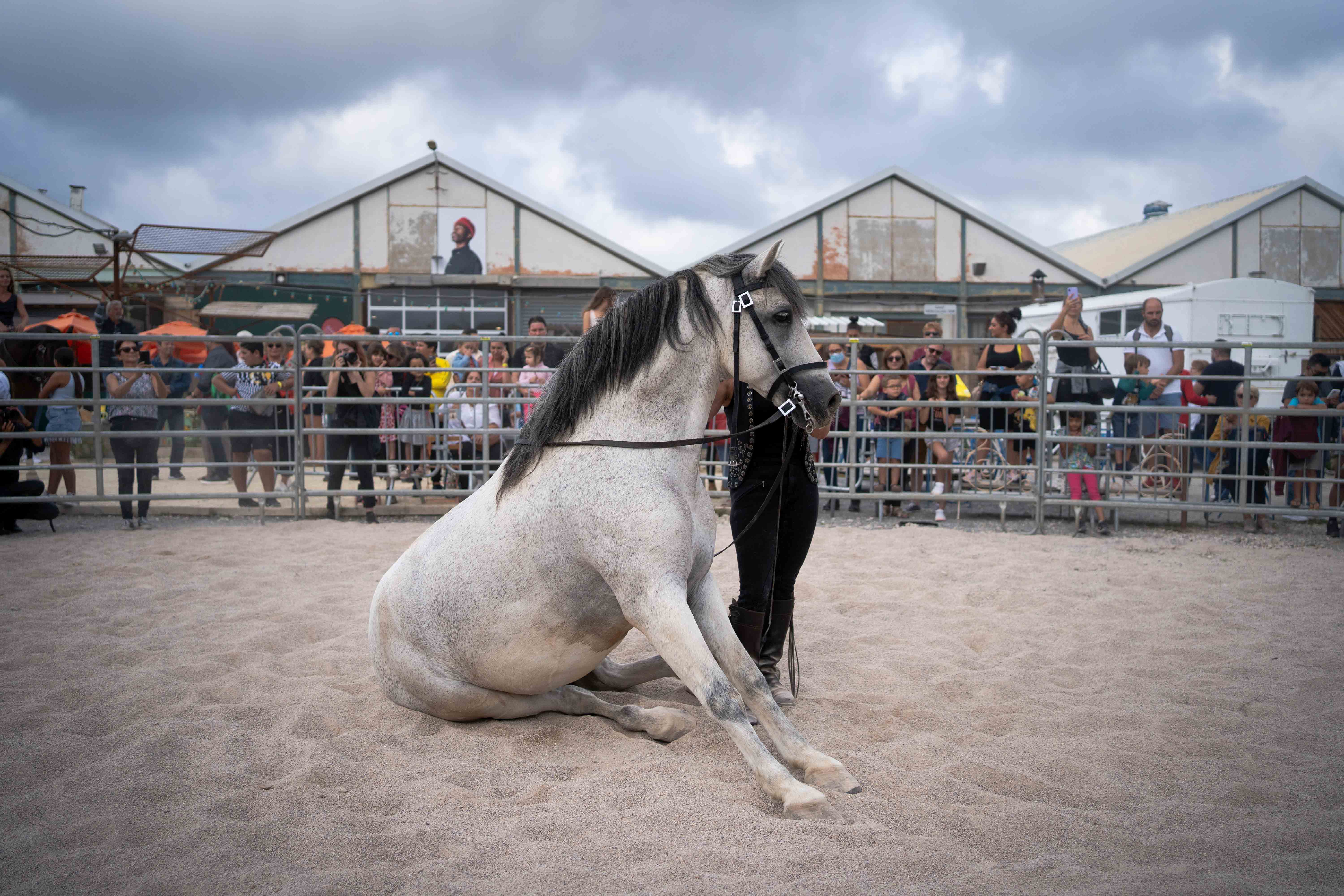 Reportage photo en concours de dressage - Margot CLEMENTE Photographe équestre